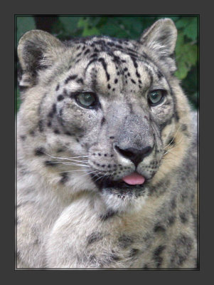 Snow Leopard3