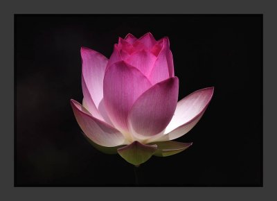 Lotus Blossum