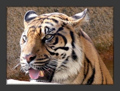Tiger_8