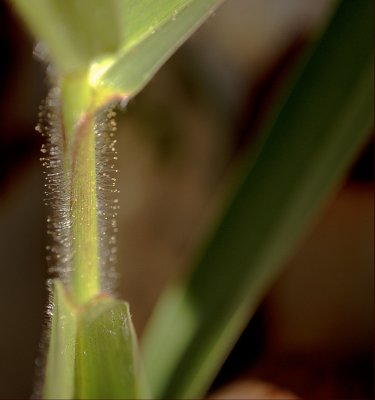 Grass Hairs