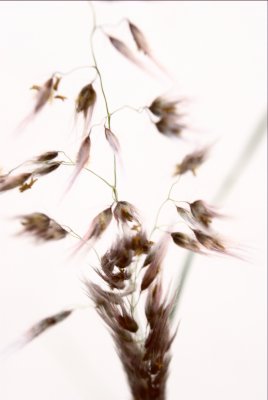 Grass Seeds