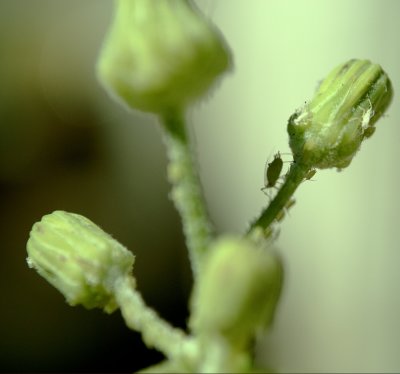 Aphids