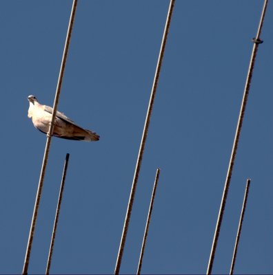 White Bird (II)