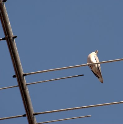 White Bird (I)