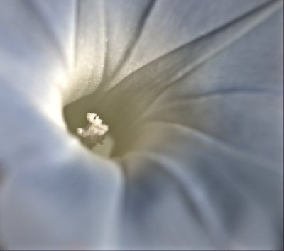 Morning Glory III