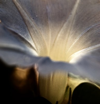 Morning Glory II