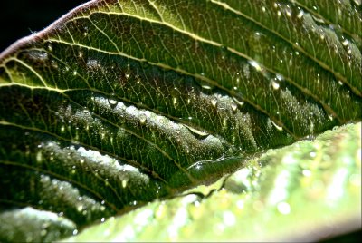 Leaf Water Droplets