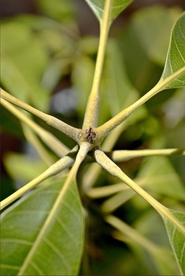 Top View III