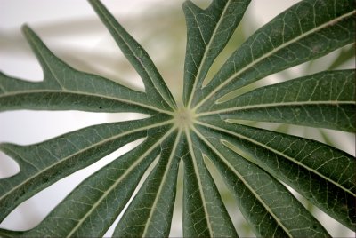Foliage II