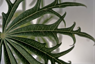 Foliage I