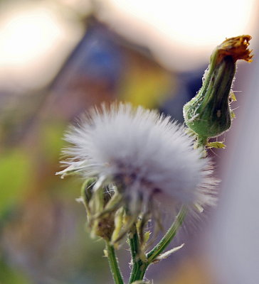 Floral Pests
