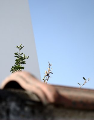 Three Plants