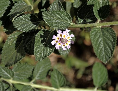 Mint Flora (II)