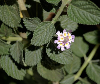 Mint Flora (I)