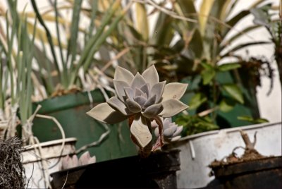 Houseplants
