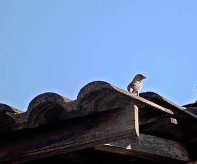 House Sparrow
