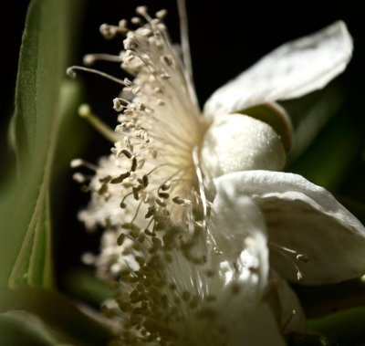 Psidium guajava