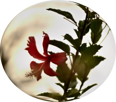 Glass Flower (II)