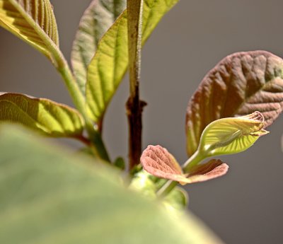 Sunlit Goiaba (B)