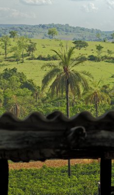 Coconut Landscape