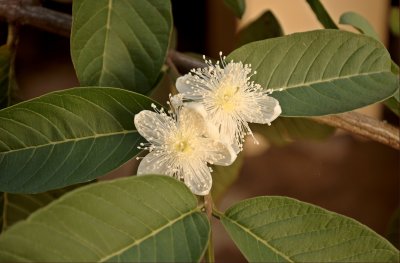 Psidium guajava