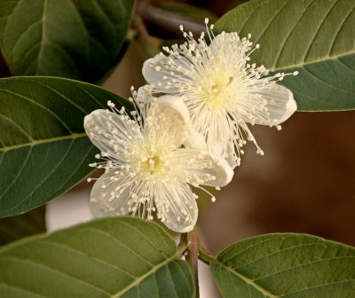Psidium guajava