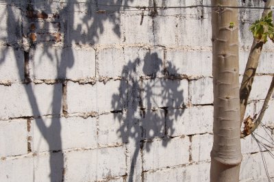 Papaya Shadows