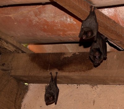 Bats!