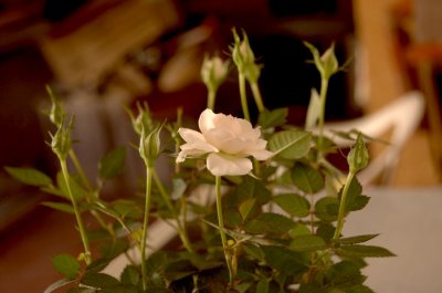 White Rose
