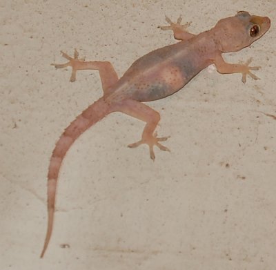 Bathroom Gecko, Hemidactylus mabouia