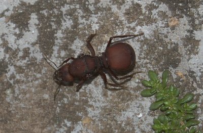 Patio Visitor