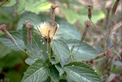 Fertile Weed