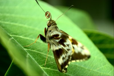 The Moth (II)