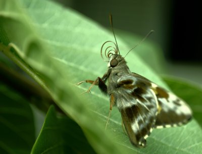 The Moth (I)