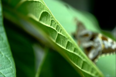 Leaf and Moth