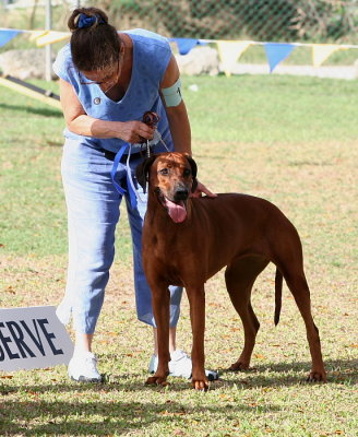 Barbados Kennel Club Dog Show