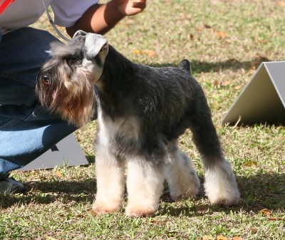 Barbados Kennel Club Dog Show