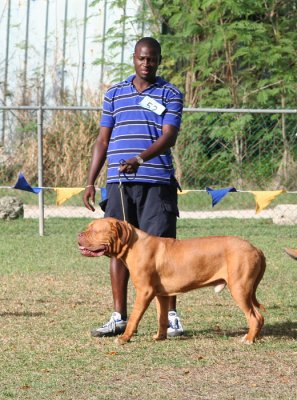 Barbados Kennel Club Dog Show