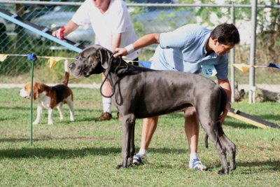 Barbados Kennel Club Dog Show