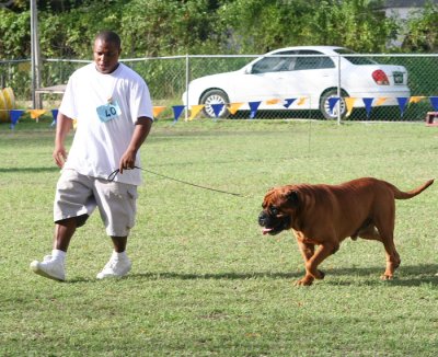 Barbados Kennel Club Dog Show