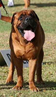 Barbados Kennel Club Dog Show