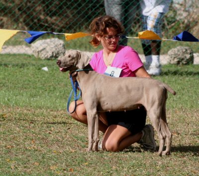 Barbados Kennel Club Dog Show