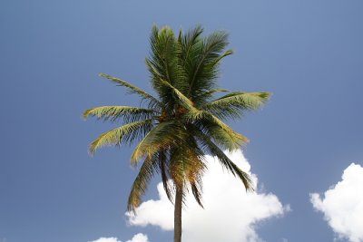Coconut Tree and sky with circular polarizing filter