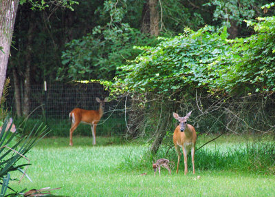 Mama Doe and Fawn