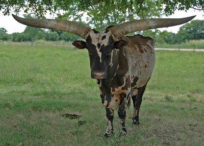 Ankole-Watusi cattle