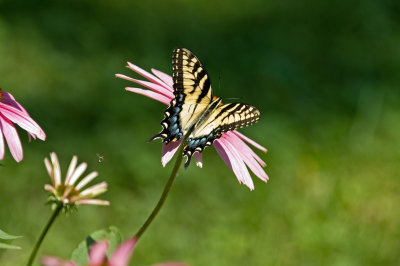 Eastern Tiger Swallowtail