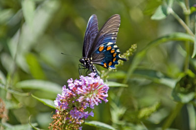 Pipevine Swallowtail