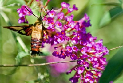 Hummingbird Clearwing Moth