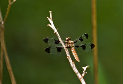 Twelve-spotted Skimmer Dragonfly