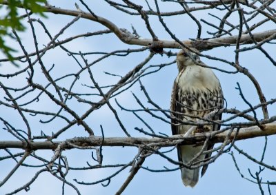 Red-Tailed Hawk - Immature